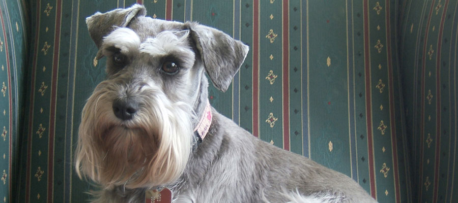 schnauzer rescue near me