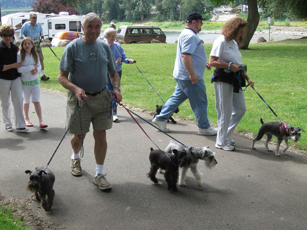 Schnauzers at the annual Schnauzer Walk