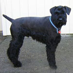 Giant Schnauzer Rescue