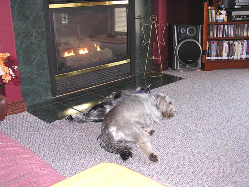 Shadow and Bailey by the fireplace