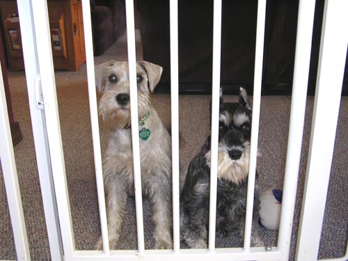 When we need to keep them in just a portion of the house, I close this gate. I get this look from them frequently!!