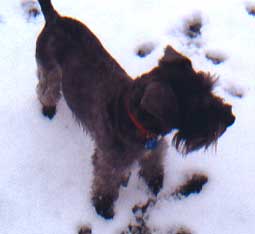 Jack in the snow