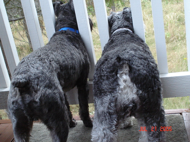 Petey (on left) and Charlie check out the backyard