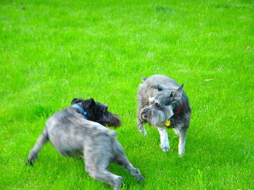 Petey (on left) and Charlie, playing