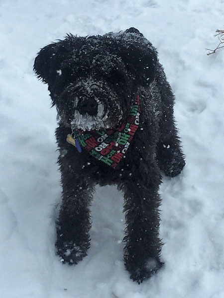 Rodi enjoying the snow