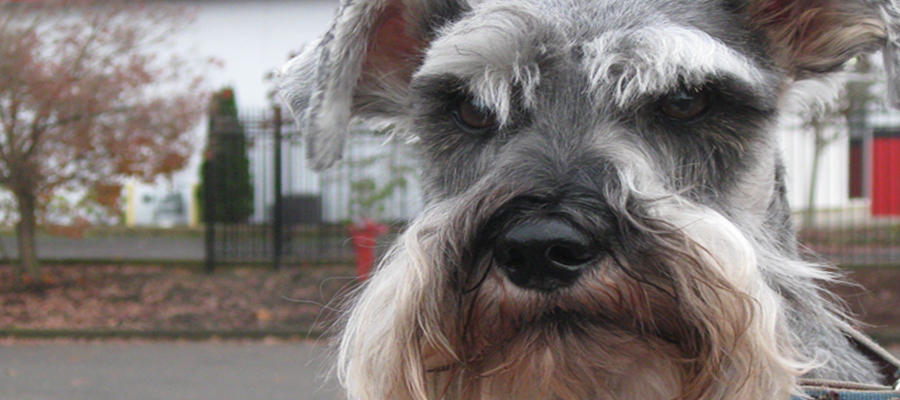 Miniature Schnauzer Rescue, Portland, Oregon