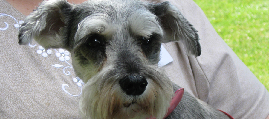 Miniature Schnauzer Rescue, Portland, Oregon