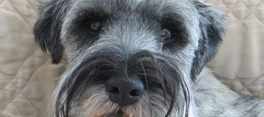 Miniature Schnauzer Rescue, Portland, Oregon