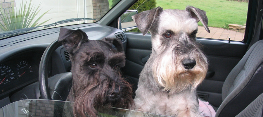 Miniature Schnauzer Rescue, Portland, Oregon