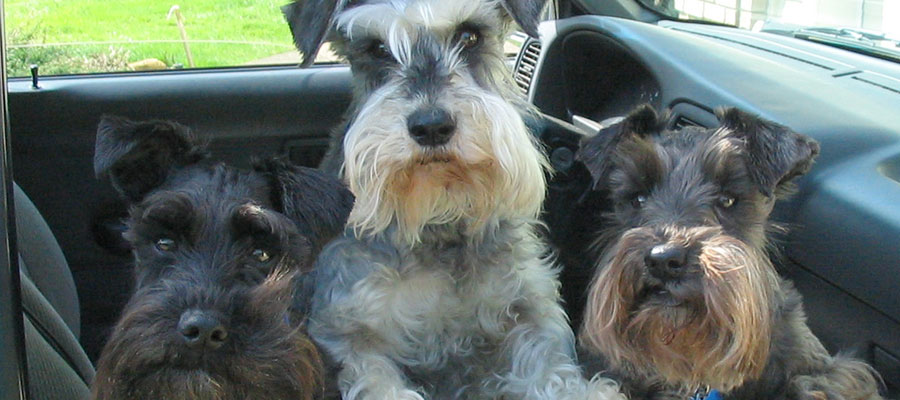 Miniature Schnauzer Rescue, Portland, Oregon