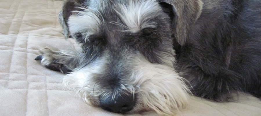 Miniature Schnauzer Rescue, Portland, Oregon