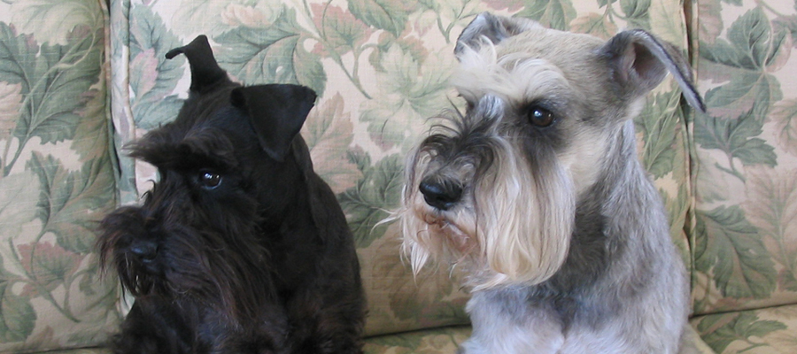 Miniature Schnauzer Rescue, Portland, Oregon