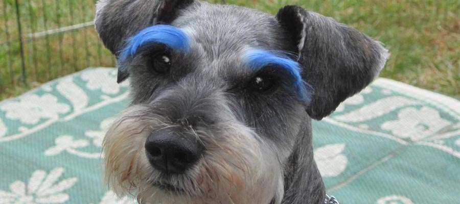 Miniature Schnauzer Rescue, Portland, Oregon