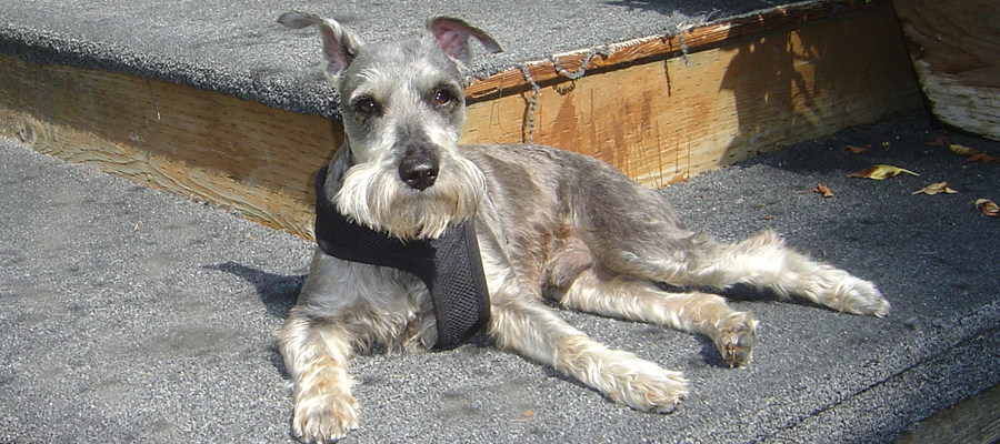 Miniature Schnauzer Rescue, Portland, Oregon