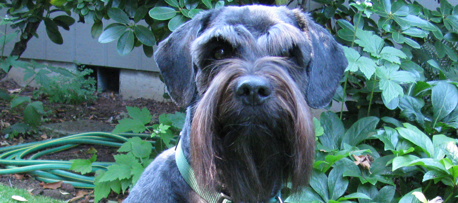 Miniature Schnauzer Rescue, Portland, Oregon