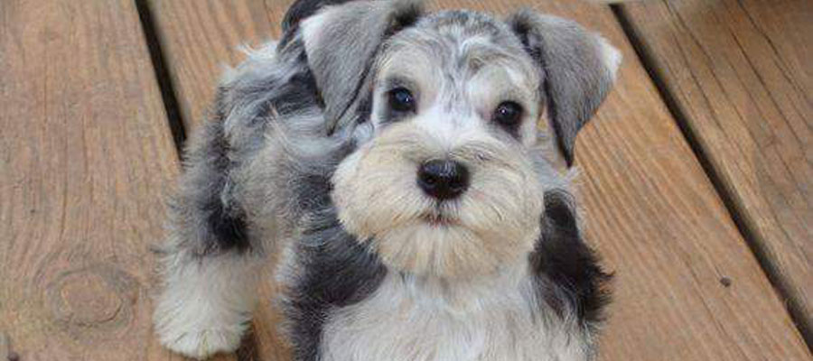 Miniature Schnauzer Rescue, Portland, Oregon