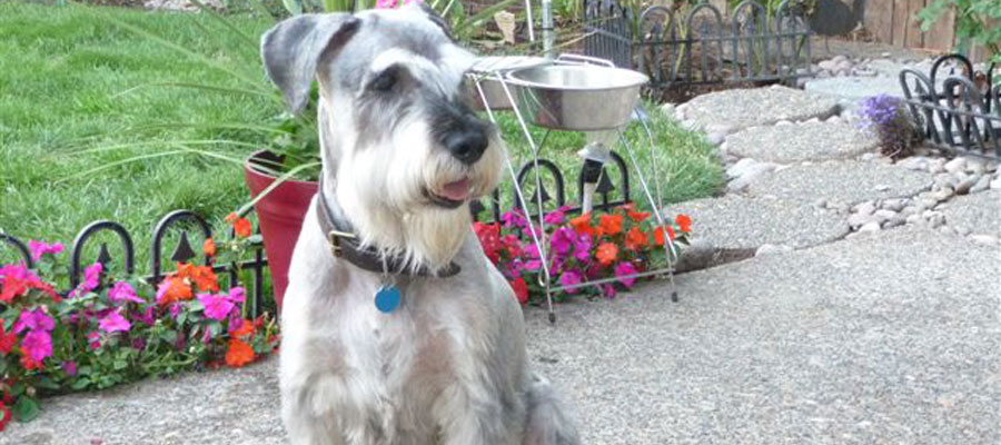 Miniature Schnauzer Rescue, Portland, Oregon