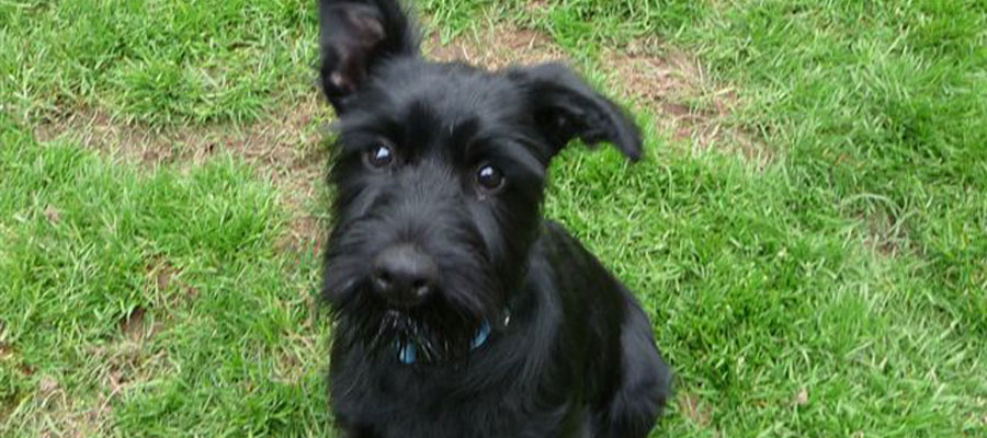 Miniature Schnauzer Rescue, Portland, Oregon