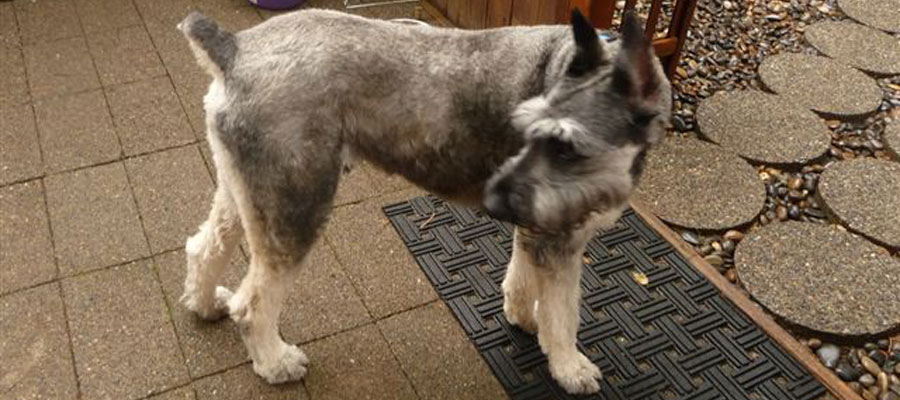 Miniature Schnauzer Rescue, Portland, Oregon