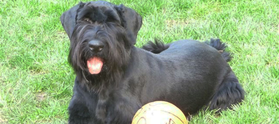 Miniature Schnauzer Rescue, Portland, Oregon