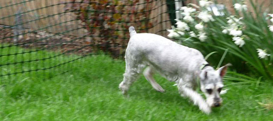 Miniature Schnauzer Rescue, Portland, Oregon