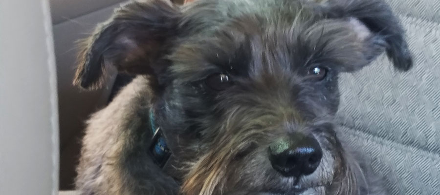 Miniature Schnauzer Rescue, Portland, Oregon