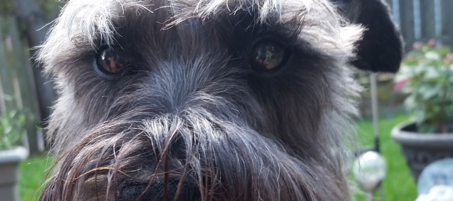 Miniature Schnauzer Rescue, Portland, Oregon