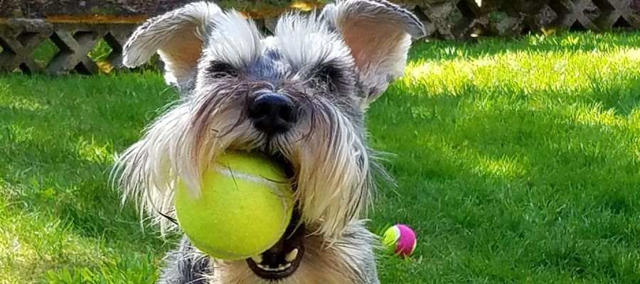 Miniature Schnauzer Rescue, Portland, Oregon