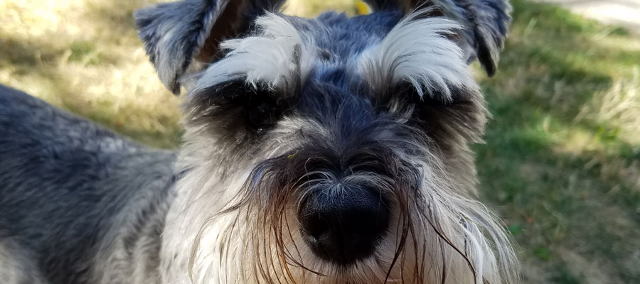 Miniature Schnauzer Rescue, Portland, Oregon