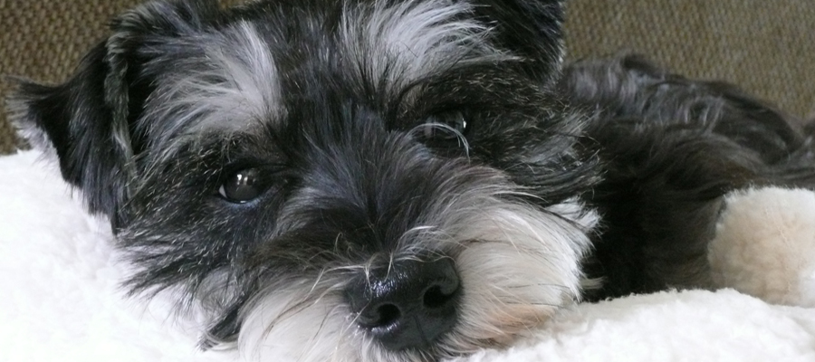 Miniature Schnauzer Rescue, Portland, Oregon