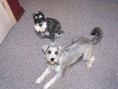 Shadow (on left) and Bailey (on right), looking cute!