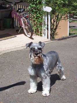 Buford in a Schnauzer pose