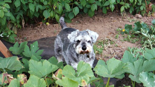 Jack in the garden