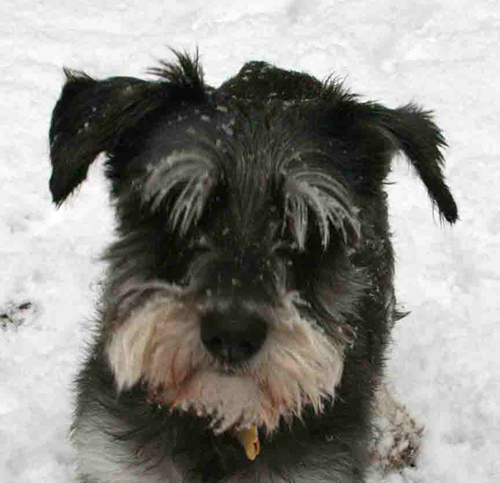 Luca in the snow