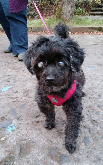 Phoebe on a walk