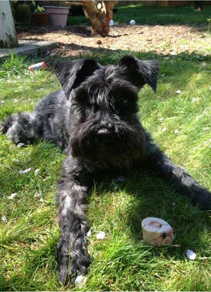 Scamp