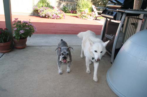 Wally and best friend, Tuffy