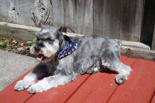 Wally sunning