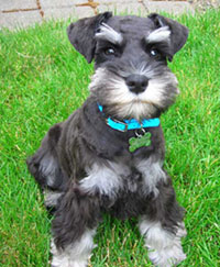 Sherman after his first haircut