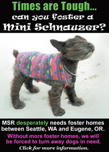 Foster a Schnauzer