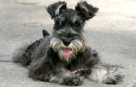 Miniature Schnauzer Rescue