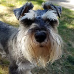 Miniature Schnauzer Rescue