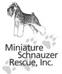 Miniature Schnauzer Rescue, Portland, Oregon