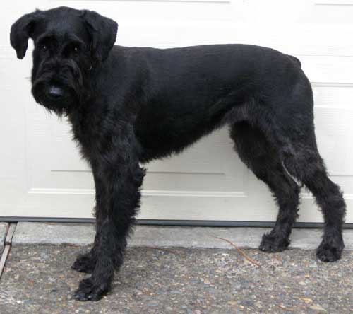 Allie, a beautiful Giant Schnauzer