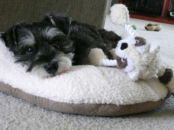 Charley loves his fleece pillow