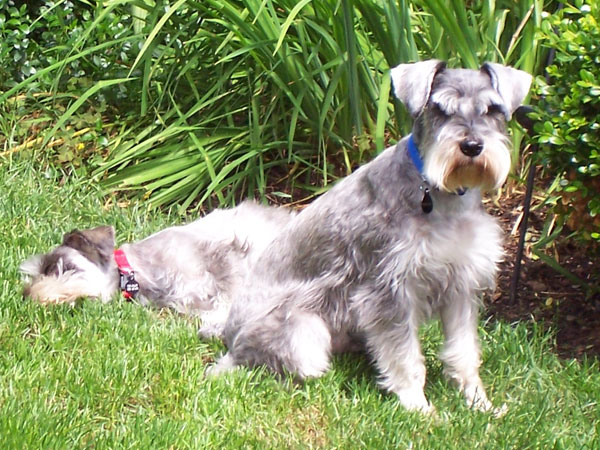 Charlie in the red collar, snoozing. Big brother, Barkley, protects him!