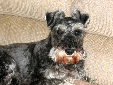 Chewy