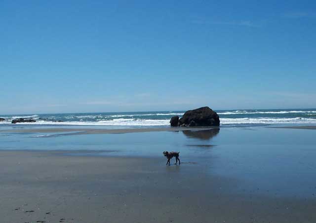 Cooper on the Oregon beaches!