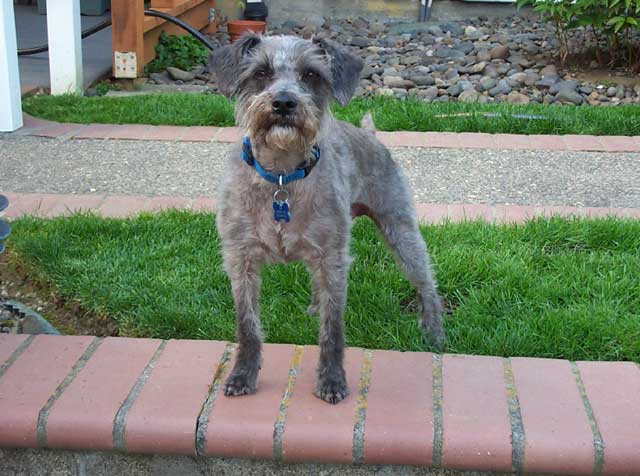 Cooper guards the front yard