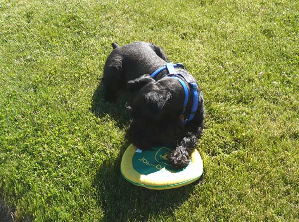 Gus loves his toys!